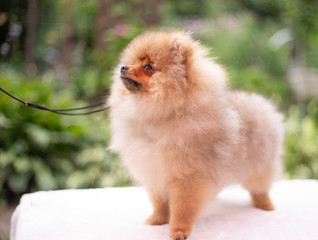 Beautiful orange dog - pomeranian Spitz. Puppy pomeranian dog cute pet happy smile playing in nature