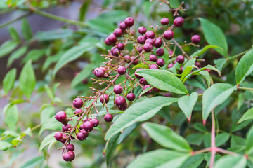 crimson berries among the leaves so green