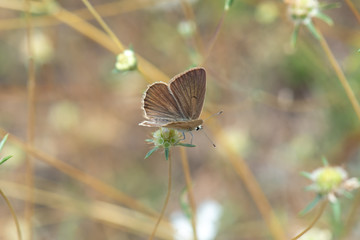 Nymphalidae / Diken Kelebeği / / Vanessa cardui