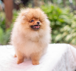 Beautiful orange dog - pomeranian Spitz. Puppy pomeranian dog cute pet happy smile playing in nature