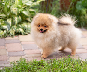 Beautiful orange dog - pomeranian Spitz. Puppy pomeranian dog cute pet happy smile playing in nature