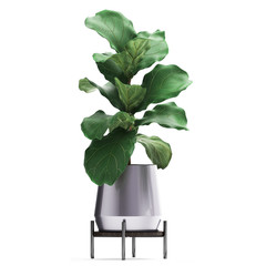 Ficus lyrata tree in pot