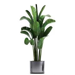 Banana palm, Ravenala palm in a pot