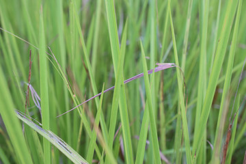 green bladygrass leaf close up