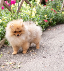Beautiful orange dog - pomeranian Spitz. Puppy pomeranian dog cute pet happy smile playing in nature on in flowers