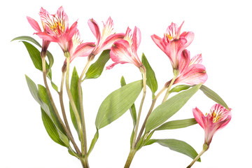 Peruvian lilies