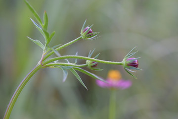flower buds on green background