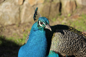 Fototapeta premium beau paon