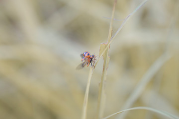 ladybird ladybug on flower