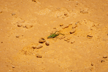 Grasshopper sitting on hot sun in the Pinnacles Dessert in Australia