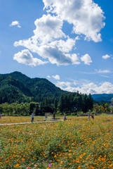 Kibana Cosmos field in Tokikawa town - ときがわ町のキバナコスモス畑