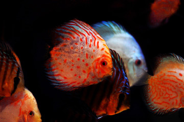 Pigeon Blood Discus fish - (Symphysodon sp.) 