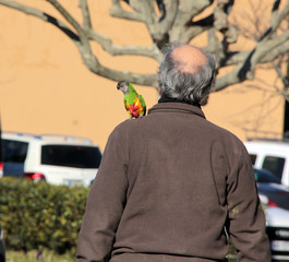 perroquet sur l'épaule © helenedevun