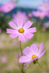 Cosmos Whisper - コスモスささやく