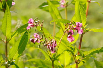 Drüsiges Springkraut (Impatiens glandulifera)