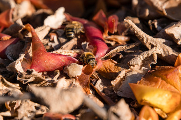 A bee on the apple shells.