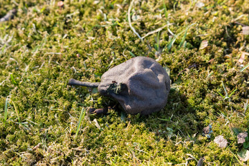 Pear dried after winter on the ground.