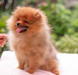 Beautiful orange dog - pomeranian Spitz. Puppy pomeranian dog cute pet happy smile playing in nature