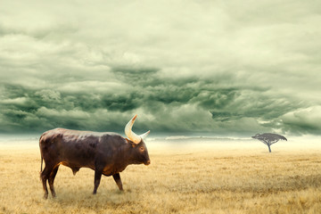 African cattle standing in dry African savana with heavy dramatic clouds above