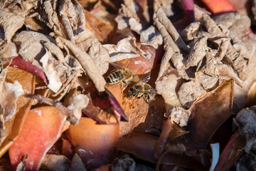 A bee on the apple shells.