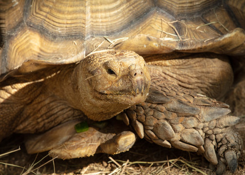 massive tortoise smiles for your picture