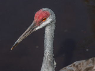 sandhill crane poses for a close up picture