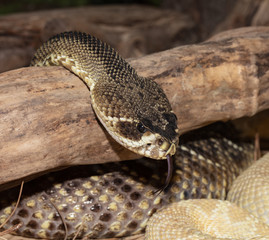 eastern diamondback rattlesnake sticks tongue out to sense your heat