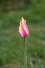 Pink tulip in the blue and purple flowers from Emirgan - Turkey. 