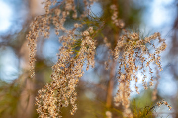 Textured perennial branches with woodland sky background ~WINTERED~