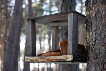 birdhouse - bird feeder in the woods
