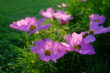 pink  cosmos  flowers in the garden 