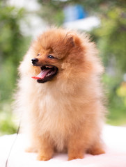 Beautiful orange dog - pomeranian Spitz. Puppy pomeranian dog cute pet happy smile playing in nature