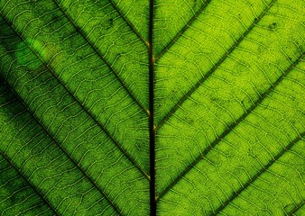closeup perfect green leaf texture
