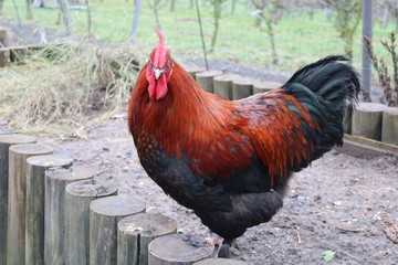 rooster on farm