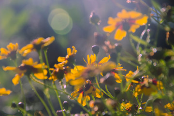Flowers in the sun in summer