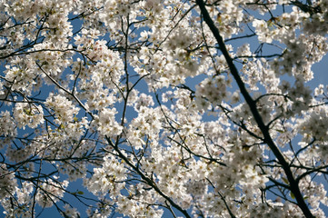 Blossom in the sun on a clear day, Amsterdam