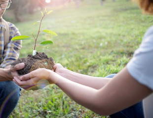 Two hands holding together young of a tree