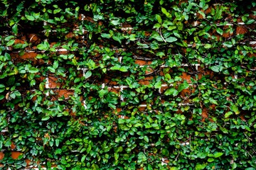 Red brick wall with green plant leaf creepers