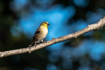 Obraz premium American Goldfinch 03