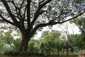 Fototapeta premium big tree in a park,nature background, city garden, green landscape