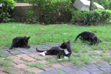 three cute black cats on green grass in a park, wild life background, lovely anima