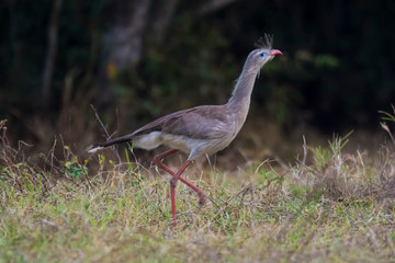 Red legged Seriema, Pantanal , Brazil