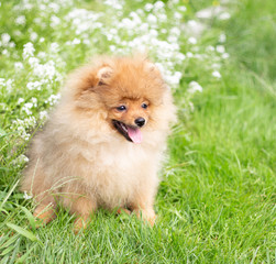 Beautiful orange dog - pomeranian Spitz. Puppy pomeranian dog cute pet happy smile playing in nature on in flowers