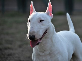 Bull terrier miniatures