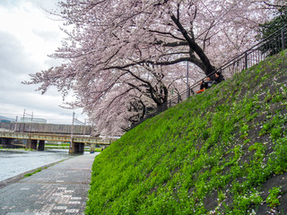 Cherry blossoms by the banks of Kamo River