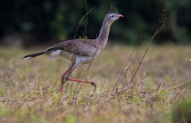 Fototapeta premium Red legged Seriema, Pantanal , Brazil