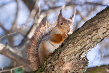 Naklejka na ściany i meble Squirrel tree in winter