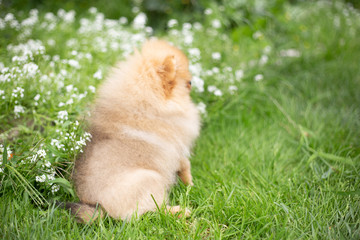 Beautiful orange dog - pomeranian Spitz. Puppy pomeranian dog cute pet happy smile playing in nature on in flowers
