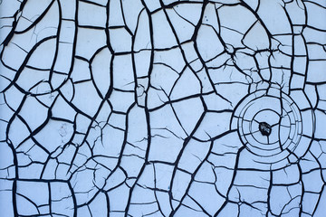 Obraz premium Texture of old white paint on a wooden wall with a beautiful, abstract, arachnoid pattern, suitable for different types of backgrounds