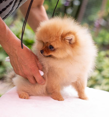 Beautiful orange dog - pomeranian Spitz. Puppy pomeranian dog cute pet happy smile playing in nature